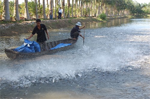 Muốn xuất khẩu, cơ sở nuôi thủy sản phải được cấp mã số