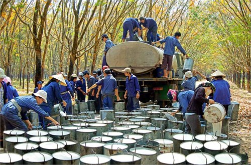 Binh đoàn 15 chủ động cơ cấu lại, nâng cao hiệu quả sản xuất, kinh doanh